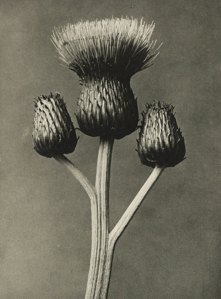 The Unintentional Modernist: How Karl Blossfeldt Turned Weeds into Iron Architecture