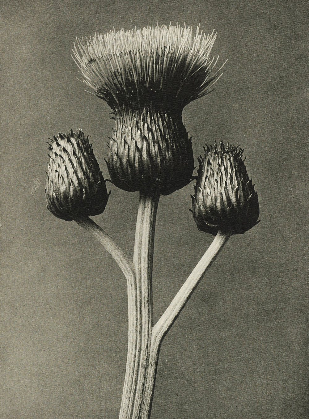 The Unintentional Modernist: How Karl Blossfeldt Turned Weeds into Iron Architecture